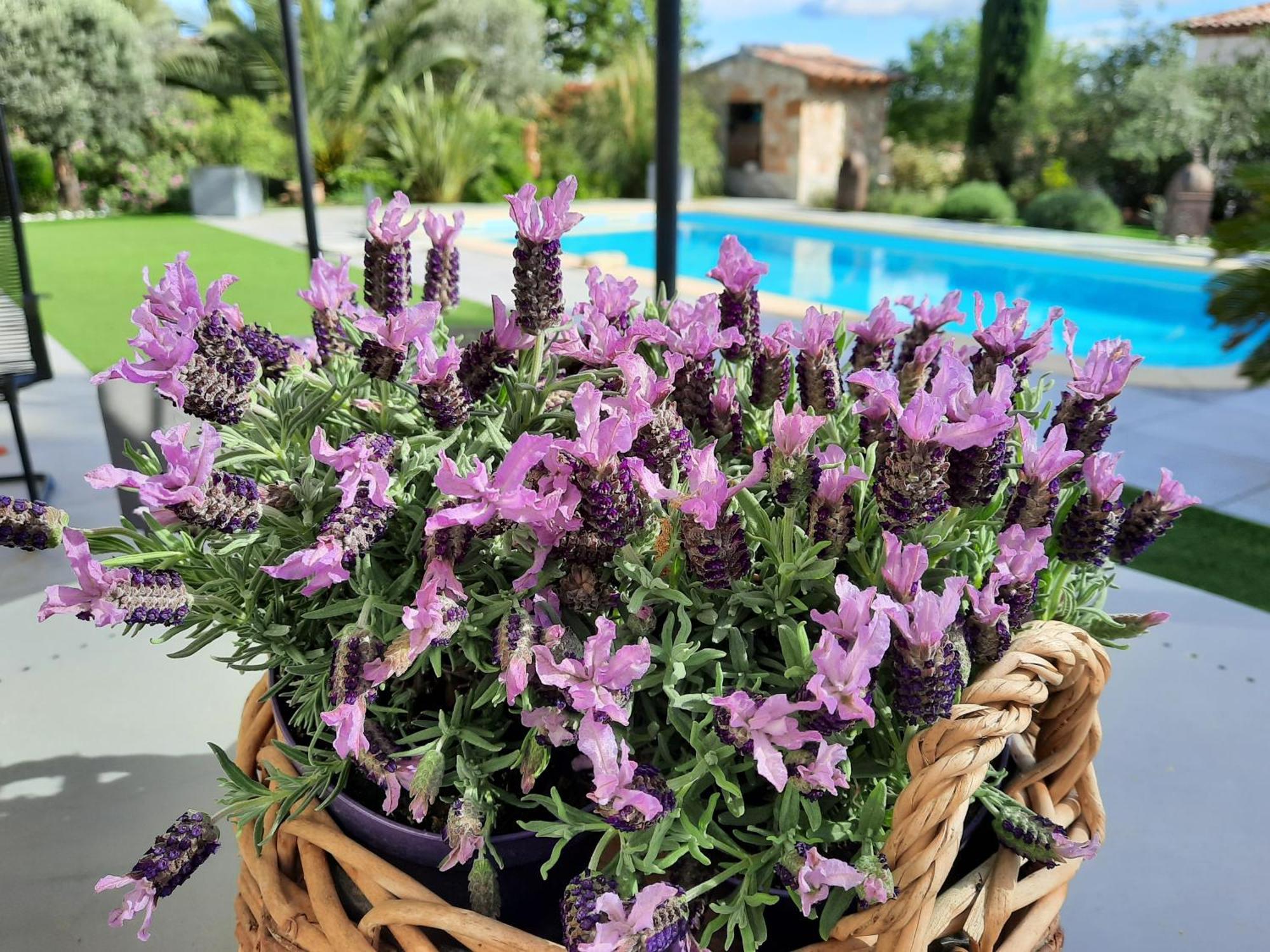 L Olivadou B&B ตรองส์-ออง-โปรวองซ์ ภายนอก รูปภาพ